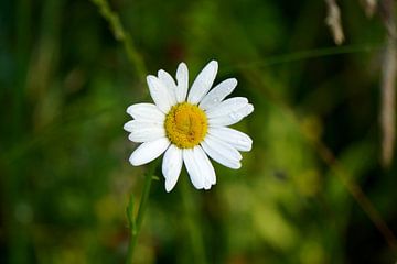 A fresh daisy in the morning light