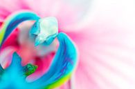 Blau-rosa Schmetterlingsorchidee von de buurtfotograaf Leontien Miniaturansicht