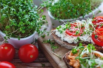 de délicieux sandwichs aux microgreens