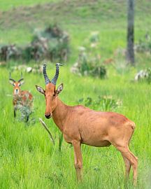 Red hartebeest (Alcelaphus lelwel), Murchison Falls National Park, Uganda by Alexander Ludwig