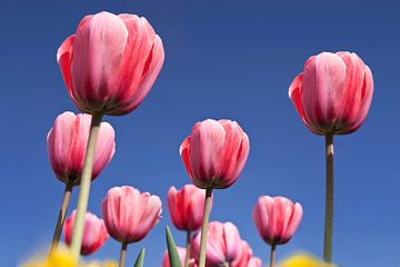 Groep van rode tulpen tegen een gladde blauwe hemel van Tony Vingerhoets