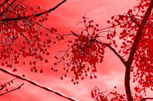 Rote Früchte von Edith van Aken
