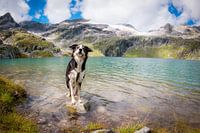 Border Collie in the water in Austria