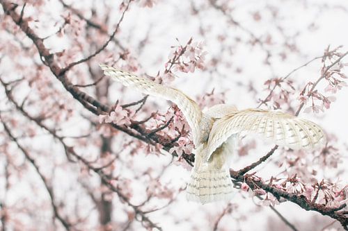 Foto van Kerkuil Tussen Lentebloesems - Romantische Natuurkunst voor Interieur