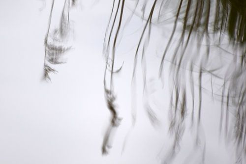 Spiegeling van gras in het water