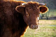 Jersey cow by Franke de Jong thumbnail