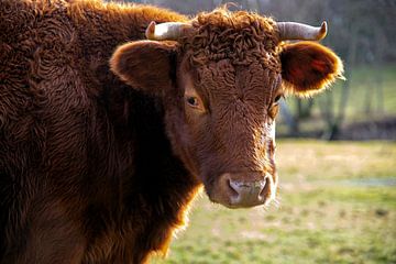 Jersey cow by Franke de Jong