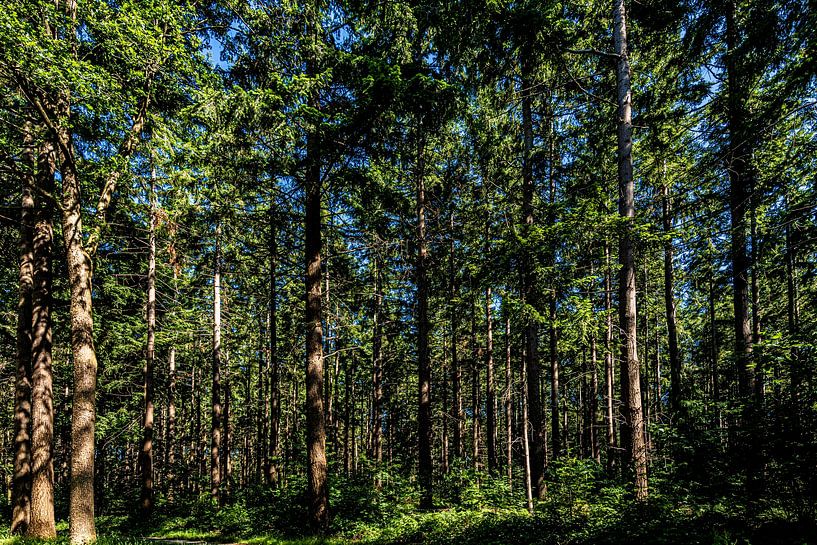 Bomen ,Bomen,bomen en Bomen. van Brian Morgan