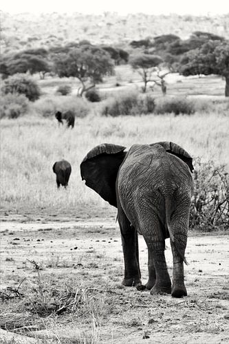 Schwarz-weißer Elefant