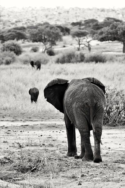 L'éléphant noir et blanc par Bart van Mastrigt