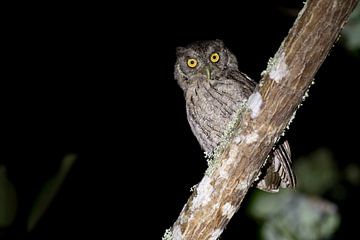 Pacific Screech-owl van RobJansenphotography