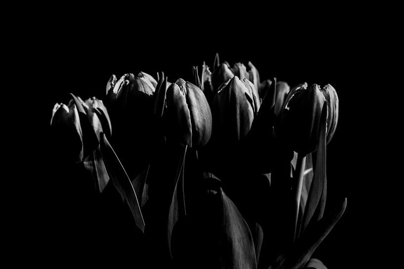 Tulpen in Schwarz-Weiß von Tamara Geluk