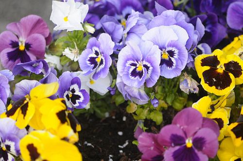 Violen von André Roes