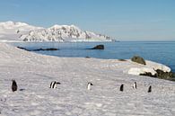 Half Moon island Antartica by Hillebrand Breuker thumbnail
