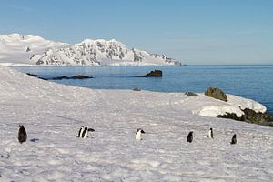 Half Moon island Antartica van Hillebrand Breuker