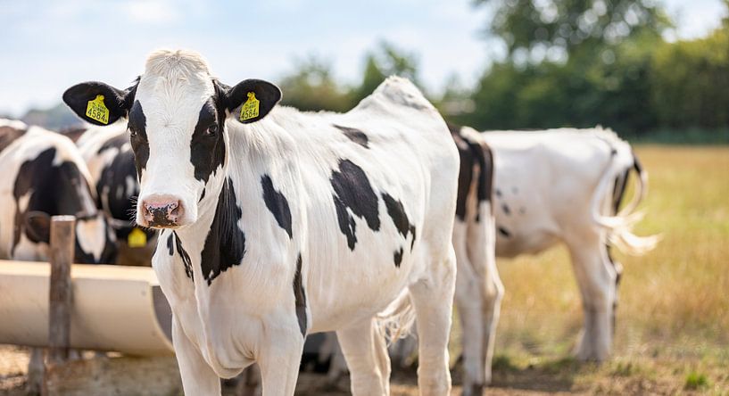 Close-up cow at the drinking trough by Percy's fotografie