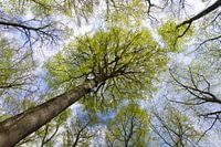 Beuk in het bos