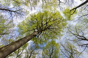 Beuk in het bos van Sven-Erik Arndt