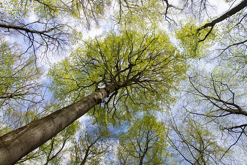 Hêtre rouge dans la forêt