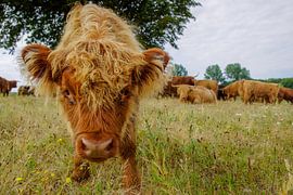 Schotse Hooglander by Dirk van Egmond