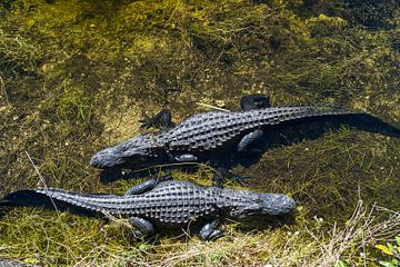 Verenigde Staten, Florida, Twee krokodillen wachten in het water van bovenaf van adventure-photos