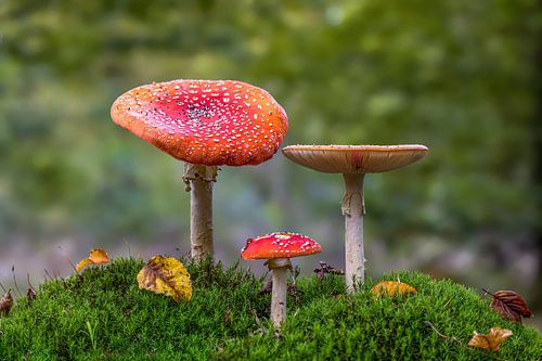 Toadstools