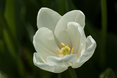 Witte tulp