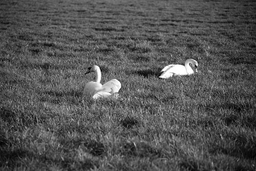 Twee zwanen op een weiland in Emsland