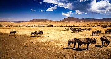 Gnoes in de Ngorongoro krater van René Holtslag