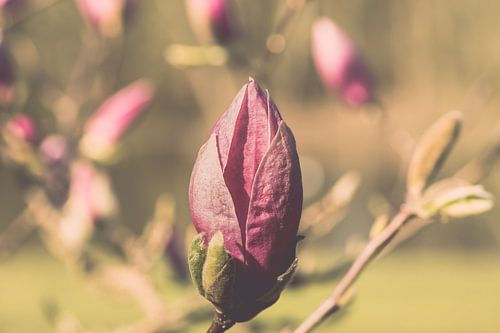 Roze Magnoliabloem in Rivierenhof, Deurne