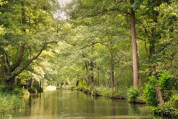 Idyllischer Fluss im Spreewald mit Spiegelungen im klaren Wasser