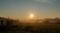Schafe am Morgen