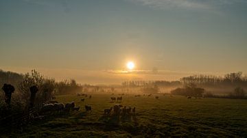 Schafe am Morgen von Koen Leerink