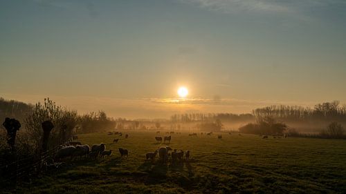 Schapen in de ochtend