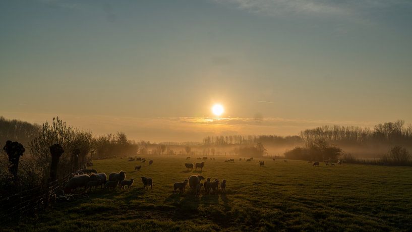 Sheep in the morning by Koen Leerink