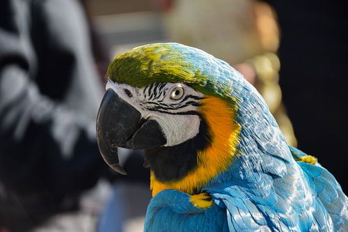 Het uiterlijk van een papegaaivogel