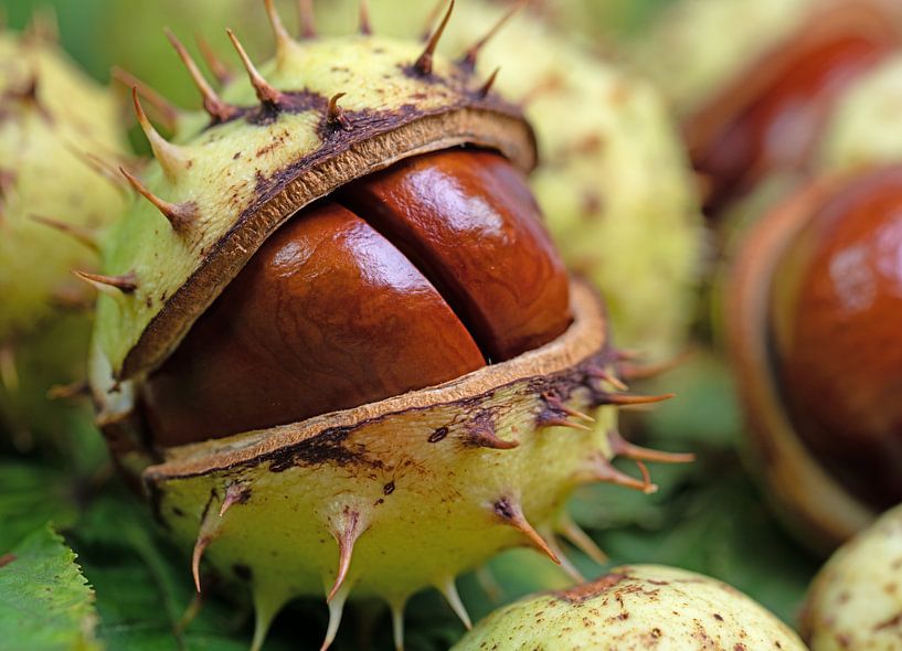 Marrons d'Inde par Michael Schuppich