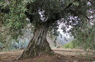 Blick entlang eines alten Olivenbaums in Andalusien. von Jan Katuin Miniaturansicht