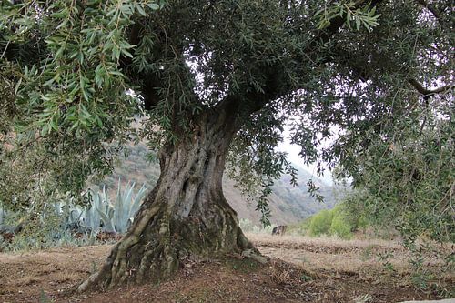 Kijkje langs een oude olijfboom in Andalusië.