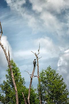 Black Hawk eagle en drie spechten  op een dode boom in Suriname van Patricia Hofmeester