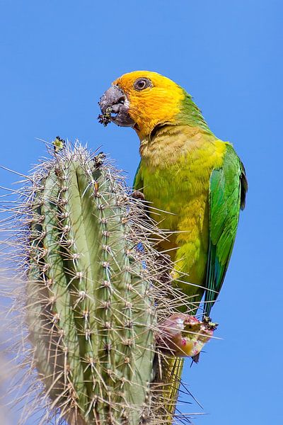 Deze geelvleugelamazone papegaai zit boven op een cactus en eet een bloemknop van Ben Schonewille