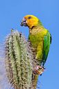 Deze geelvleugelamazone papegaai zit boven op een cactus en eet een bloemknop van Ben Schonewille thumbnail