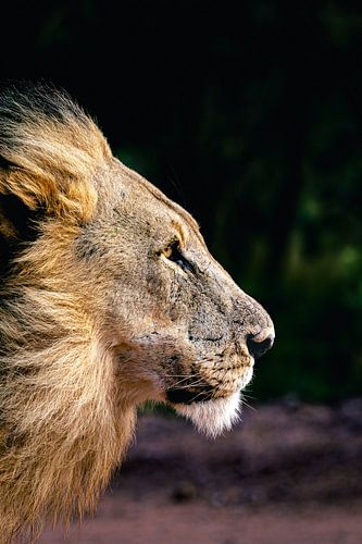 Majestueuze Leeuw: Krachtige Blik in de Wilde Natuur