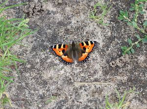 Kleiner Fuchs