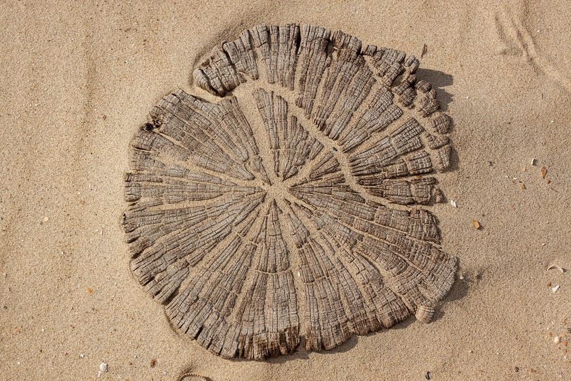 strandpaal by Alfred Meester