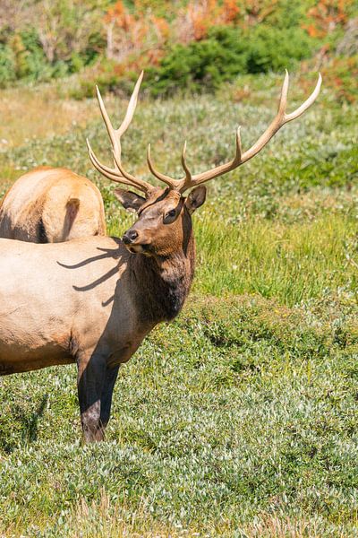 Showing off huge antlers by Louise Poortvliet
