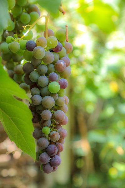 bunch of grapes by Hanneke Bantje