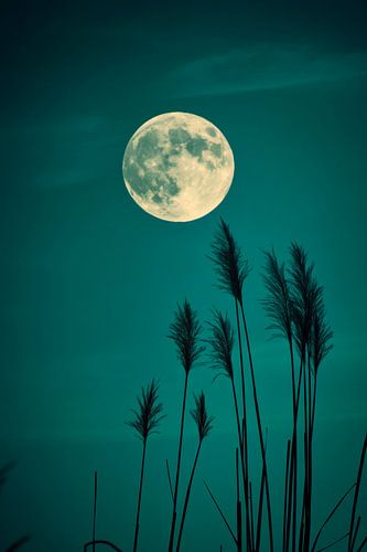 Volle maan gras