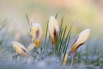 Krokussen in de Winter