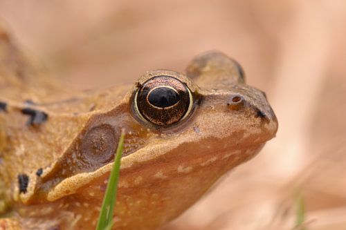 Bruine kikker